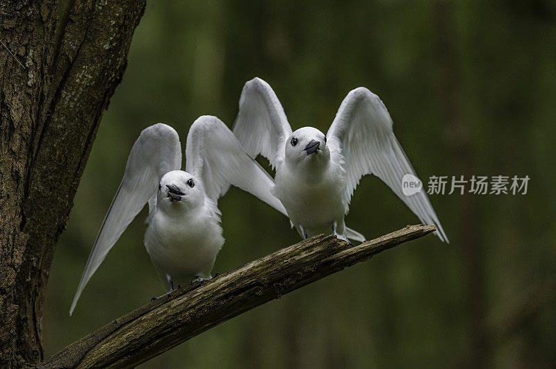 白燕鸥(Gygis alba)是一种小型海鸟，发现横跨热带海洋的世界。Papahānaumokuākea海洋国家纪念碑，中途岛，中途岛环礁，夏威夷群岛。一对恋爱的。梳理。